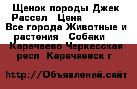 Щенок породы Джек Рассел › Цена ­ 45 000 - Все города Животные и растения » Собаки   . Карачаево-Черкесская респ.,Карачаевск г.